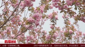什邡湔氐：烂漫樱花等你赏