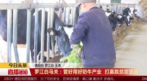 罗江白马关：管好用好奶牛产业 打赢脱贫攻坚战