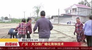 广汉：大力推广暗化育秧技术