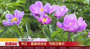 中江：最美四月天 芍药次第开