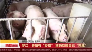 罗江：养殖有“妙招” 猪的吃喝自己“完成”
