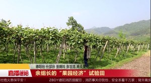 余组长的“果园经济”试验田 