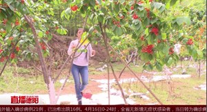 中江：樱桃红 果农笑