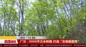 广汉：9000平方米刺槐 打造“生物阻燃带”