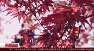 什邡：春风十里 不如你“枫”情万种