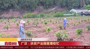 广汉：扶贫产业园里增收忙