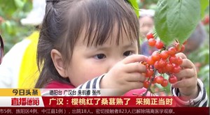 广汉：樱桃红了桑葚熟了 采摘正当时