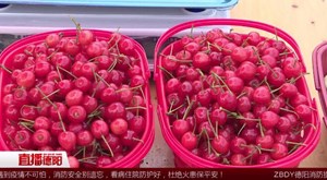 旌阳双东：樱桃熟了 邀您园中尝果