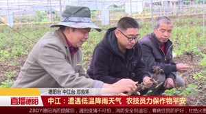 中江：遭遇低温降雨天气农技员力保作物平安