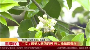 广汉：最美人间四月天连山柚花送香来