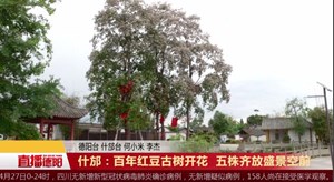 什邡：百年红豆古树开花五株齐放盛景空前