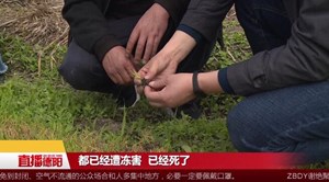 什邡：千亩秧苗受冻坏死 种植户积极采取补救措施 