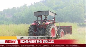 罗江：油菜收割季 新技术来帮忙