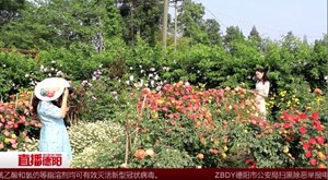 什邡：农家小院蜕变网红花园