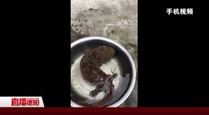 绵竹：沟渠发现娃娃鱼 村民上报平安放生