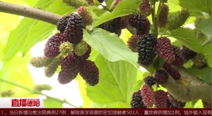 旌阳：一颗小桑葚  干出大产业