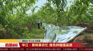中江：黄桃果农忙 绿色种植提品质