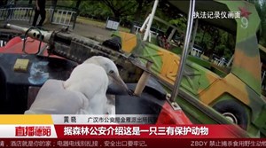 广汉：白鹭被困树上 民警上岛救援