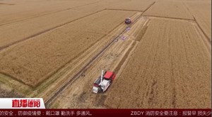 广汉：小麦收购全面展开 收购价略高于去年