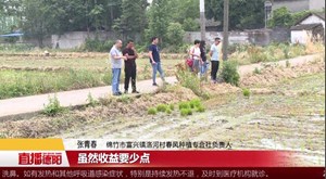 应种尽种 确保粮食总产稳中有增