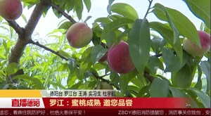 罗江：蜜桃成熟 邀您品尝