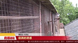 信鸽的诱惑