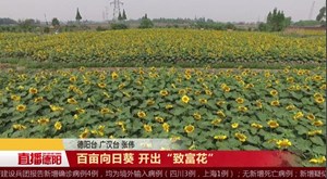 百亩向日葵 开出“致富花”