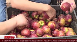 旌阳新中：油桃熟了 采摘正当时