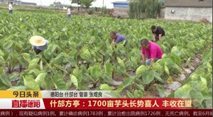 什邡方亭：1700亩芋头长势喜人  丰收在望