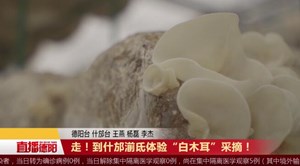 走！到什邡湔氐体验“白木耳”采摘！