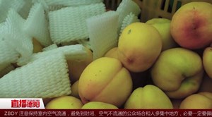 黄桃熟了  一起去采摘！