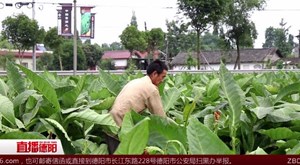 什邡师古：又到采摘季 烟农采收忙