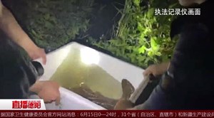 广汉：工地惊现“娃娃鱼” 警民携手将其放生