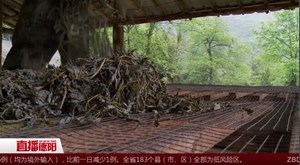紫竹坪上红白茶
