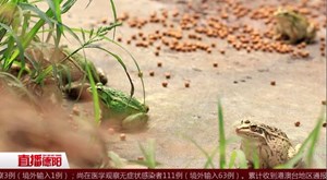 稻田养殖黑斑蛙 亩产能达3万元