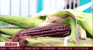 本地黑玉米丰收上市
