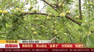 旌阳双东：荒山结出“金果子” 村民鼓起“钱袋子”