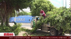 阳光反馈：园林部门“修枝透绿”在行动
