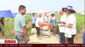 罗江略坪：3500亩青豆喜获丰收  