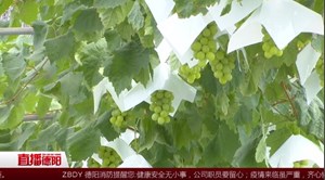 葡萄满枝头 采摘正当时