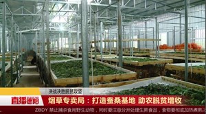烟草专卖局：打造蚕桑基地 助农脱贫增收
