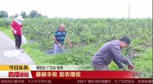 藤椒丰收 助农增收