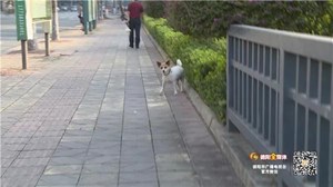 创城曝光台 | 在德阳遛狗不拴绳、便便不清理？“曝光”伺候！