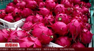 本地火龙果“红火”上市 丰富市民水果篮