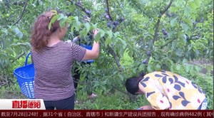 果子熟了 果农笑了
