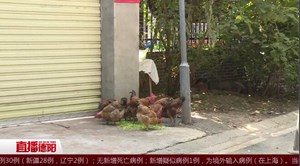 市中心圈地养鸡 臭了空气扰了居民