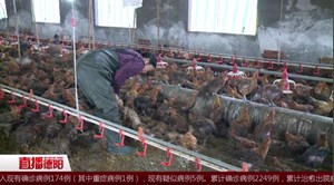 什邡：近万只鸡全被淹 养殖户忙自救