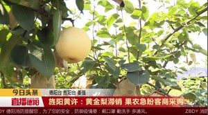 旌阳黄许：黄金梨滞销 果农急盼客商采购