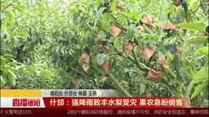 什邡：强降雨致丰水梨受灾 果农急盼销售