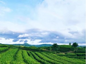 兴业银行：开源拓渠引活水  浇开脱贫幸福花